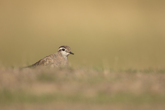 Dotterel, Cleeve Common, September 2022