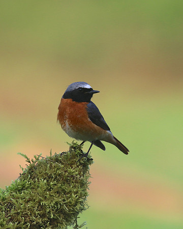 Redstart (Male) Thursley Common, May 2018