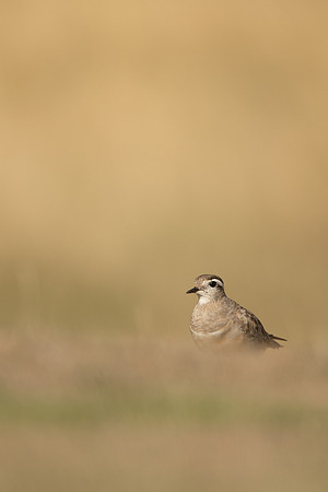 Dotterel, Cleeve Common, September 2022