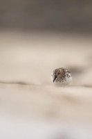 Sanderling, Raufarhofn, Iceland, June 2022