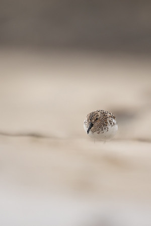Sanderling, Raufarhofn, Iceland, June 2022