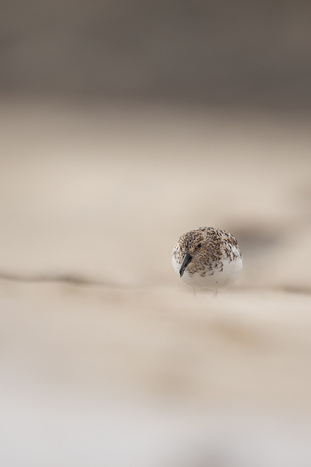 Sanderling, Raufarhofn, Iceland, June 2022
