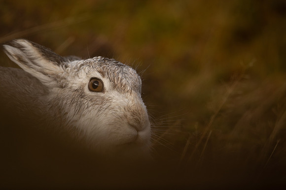 Mountain Hare, Findhorn Valley, January 2022