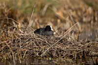 Coot