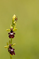 Fly Orchid