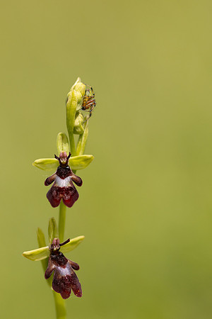 Fly orchid, Parkgate Down, May 2024