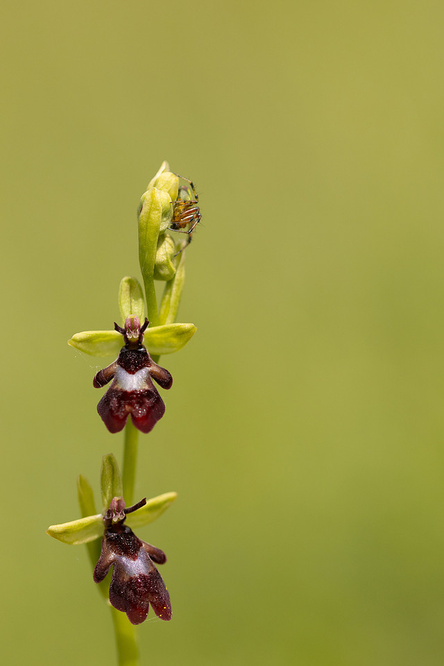 Fly orchid, Parkgate Down, May 2024