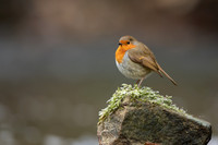 Robin, Little Avon, December 2022
