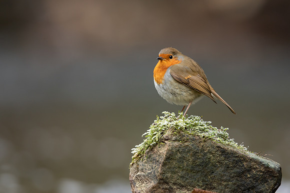 Robin, Little Avon, December 2022