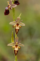 Woodcock x Fly Orchid, Dorset, May 2024.