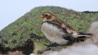 Snow Bunting, Cairngorms, February 2015
