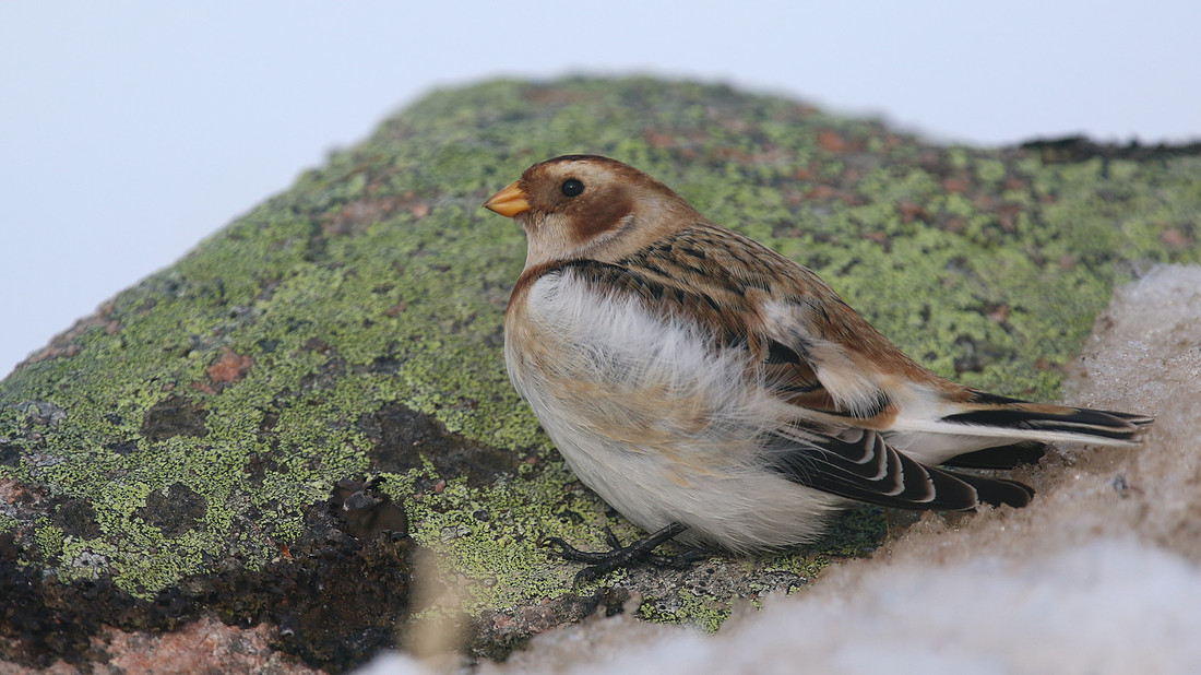 Snow Bunting, Cairngorms, February 2015