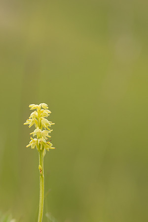 Musk Orchid, Cleeve common, June 2024
