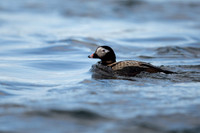 Long-tailed Duck, River Laxa, May 2022