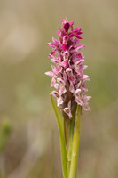 Early Marsh-orchid, Kenfig, June 2024