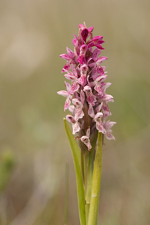 Early Marsh-orchid, Kenfig, June 2024