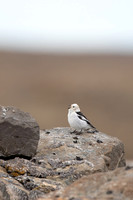 Snow Bunting, Raufarhofn, Iceland, June 2022