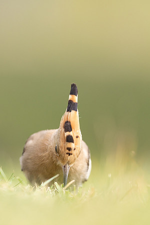 Hoopoe, Swansea, October 2024