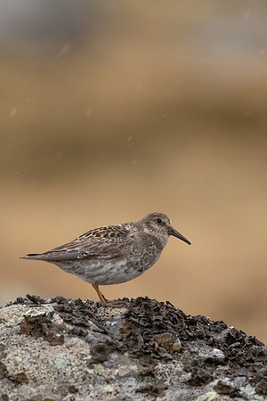 Purple Sandpiper, Raufarhofn, Iceland, June 2022