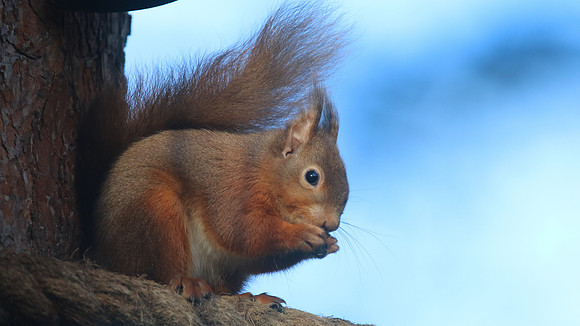 Red Squirrel, Loch Garten, Feb 2015.