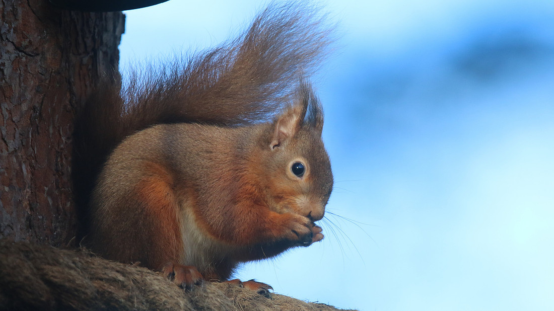Red Squirrel, Loch Garten, Feb 2015.
