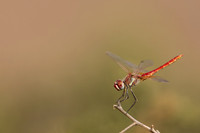 Red-veined Darter, (male) Cape Greco, Cyprus, July 2024