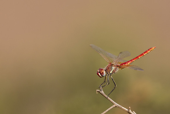 Red-veined Darter, (male) Cape Greco, Cyprus, July 2024