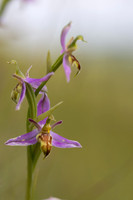 Wasp Orchid, Cleeve Common, June 2024