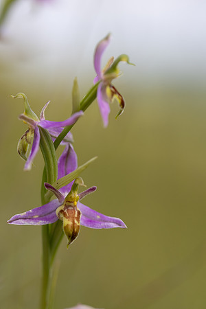 Wasp Orchid, Cleeve Common, June 2024