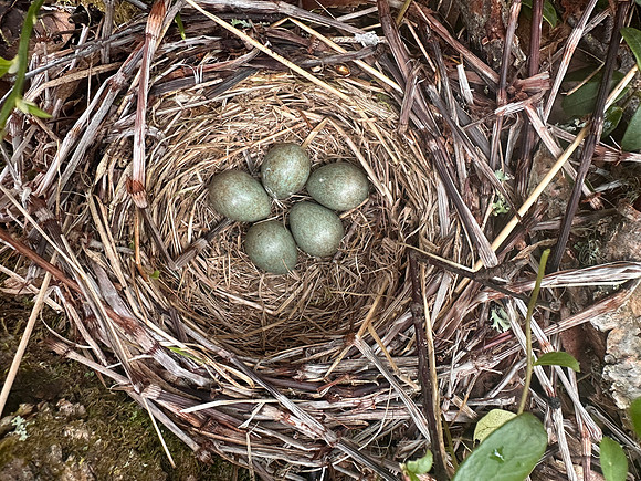 Redwing, Kuusamo, Finland, June 2025