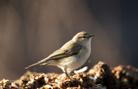 Siberian Chiffchaff, St Werburgs 2013
