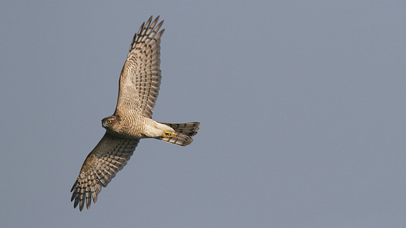 Sparrowhawk, Northwick, September 2014.