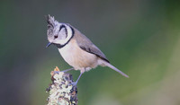 Crested Tit, Loch Garten, Feb 2015.