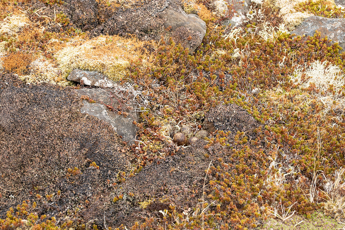 Purple Sandpiper, Nest 3, Raufarhofn, Iceland, June 2022