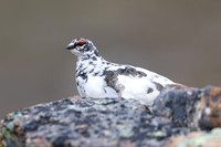 Ptarmigan, Mount Alias, Finland, June 2025