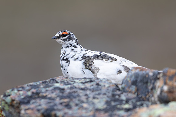 Ptarmigan, Mount Alias, Finland, June 2025