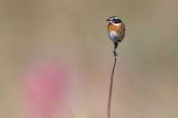 Whinchat, Anarita, Cyprus, April 2025