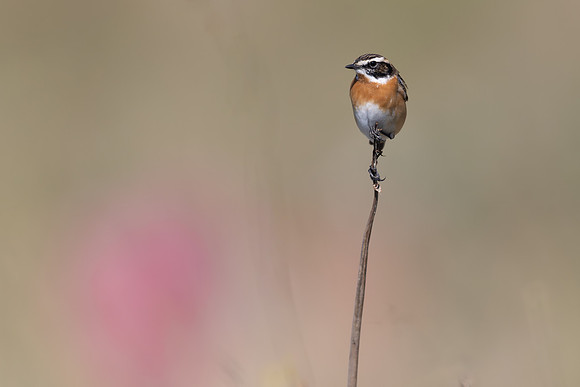 Whinchat, Anarita, Cyprus, April 2025