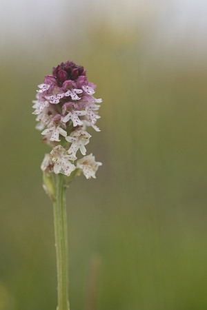 Burnt Tip-orchid var. aestivalis, Ladle Hill, July 2024,