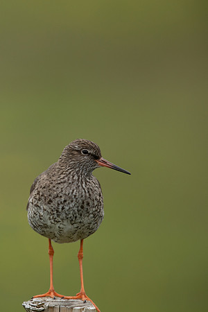 Common Redshank, Floi, Iceland, June 2022