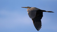 Purple Heron, Cyprus, April 2016