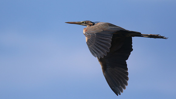 Purple Heron, Cyprus, April 2016