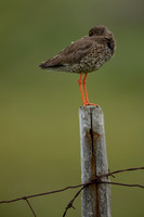 Common Redshank, Floi, Iceland, June 2022
