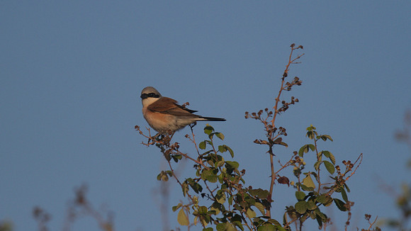 Red-backed Shrike, Larnaca Salt Lake, April 2014