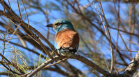 Roller, Larnaca Sewage works 2014