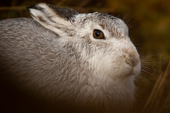 Mountain Hare, Findhorn Valley, January 2022