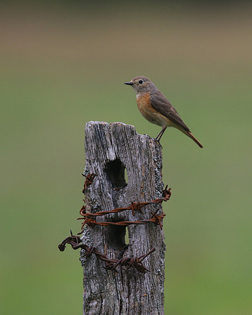 Redstart (Female) Thursley Common, May 2018