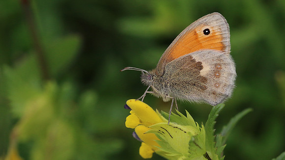 Small Heath, Daneway Banks, June 2016