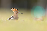Bee-Eaters, Rollers and Hoopoe