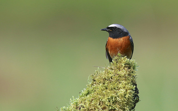 Redstart (Male) Thursley Common, May 2018